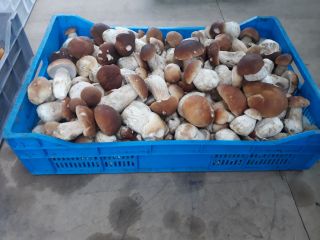 Venderé champiñones frescos - boletus. Hongos recolectados en los