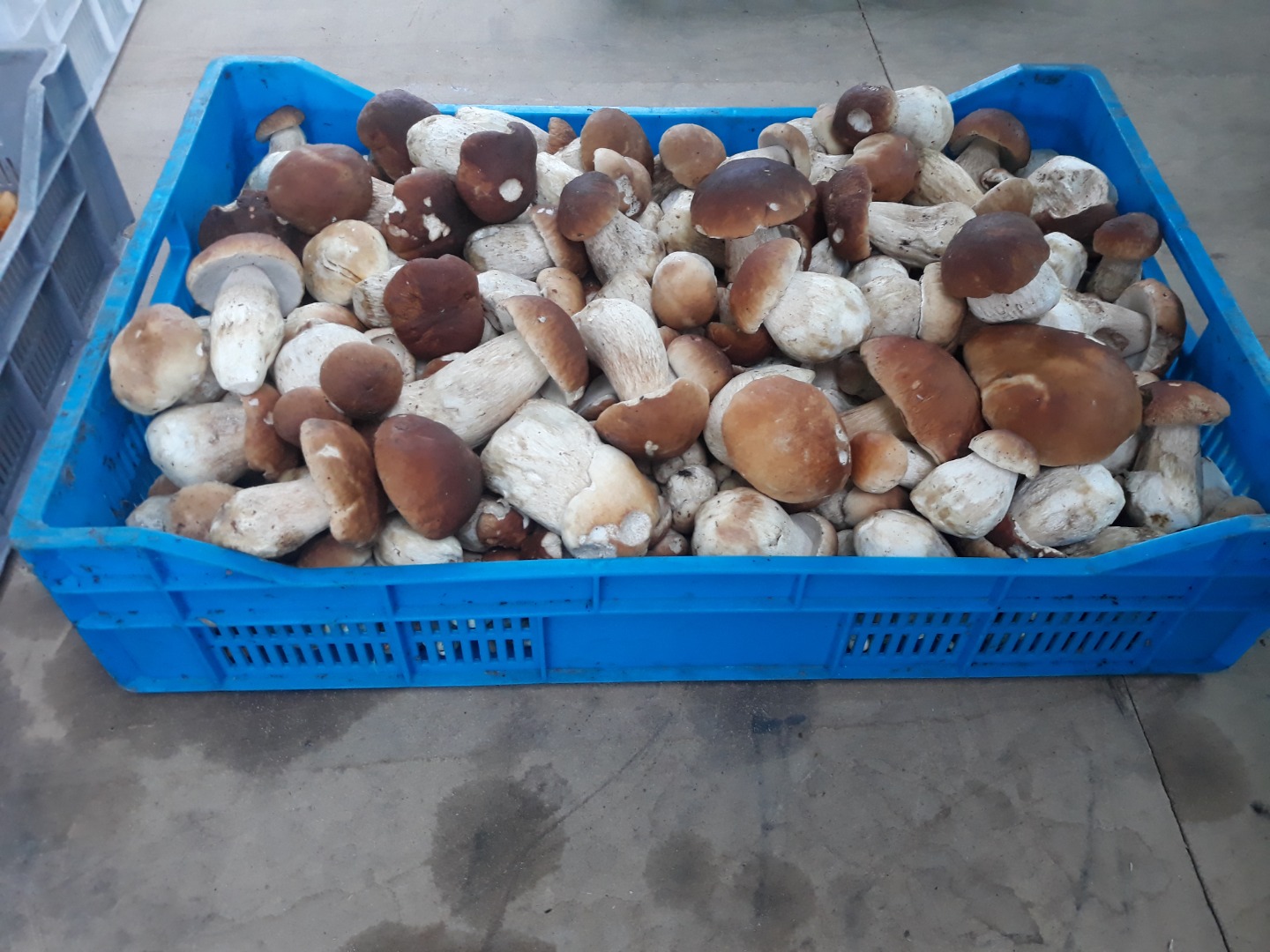 Venderé champiñones frescos - boletus
