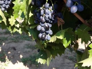 Uvas de mesa, variedad Moldavia, grandes cantidades.
