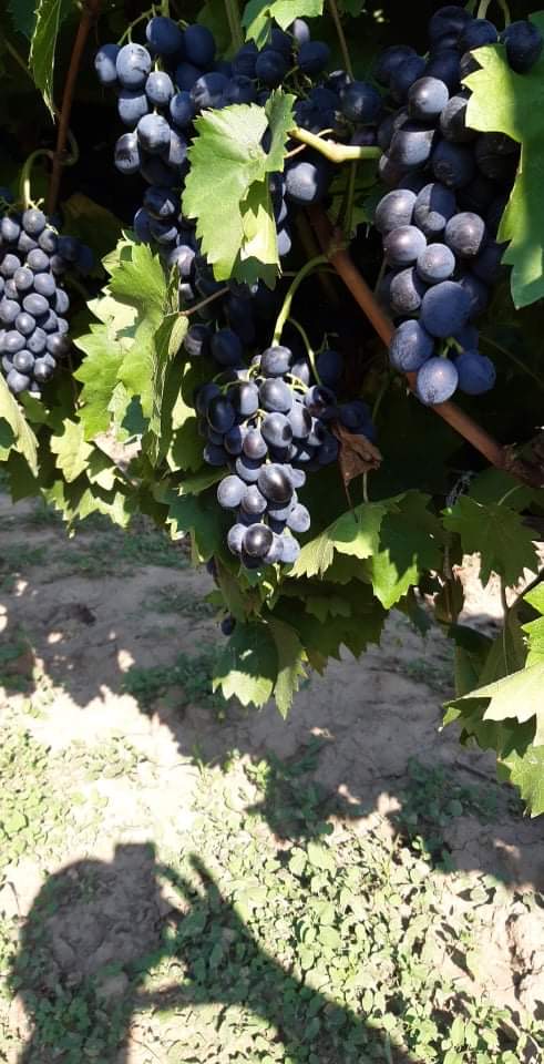 Uvas de mesa, variedad Moldavia, grandes cantidades