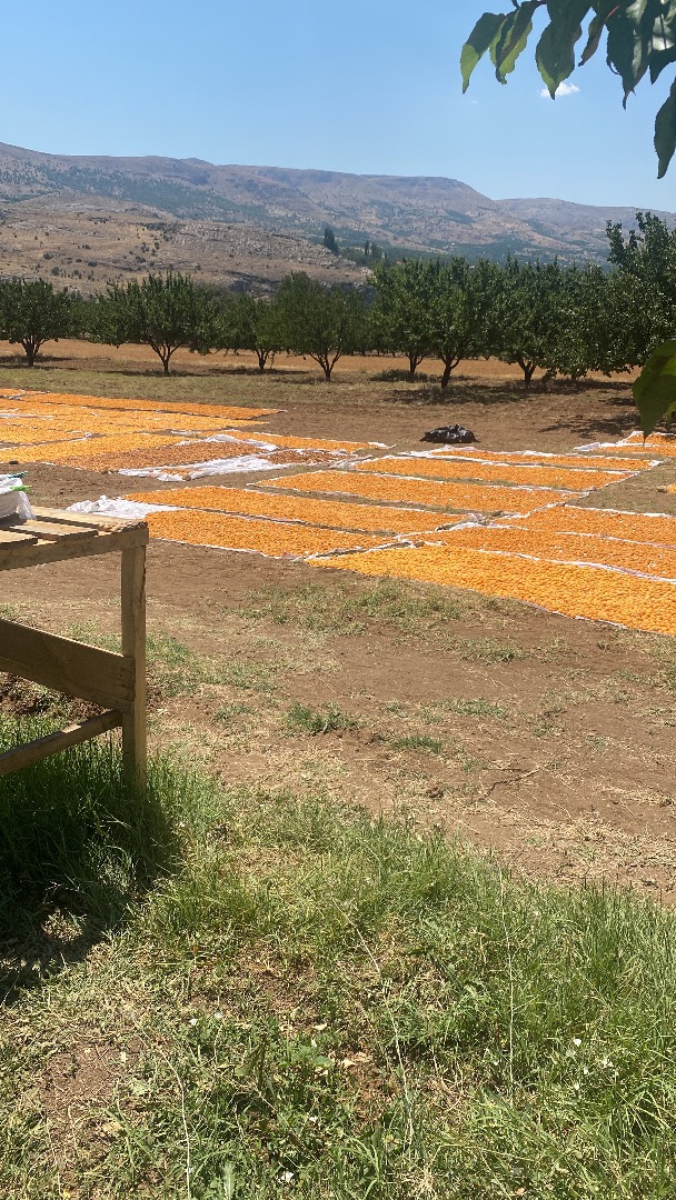El transporte de 3500 kg de la cosecha seca amarilla de este año pertenece al comprador