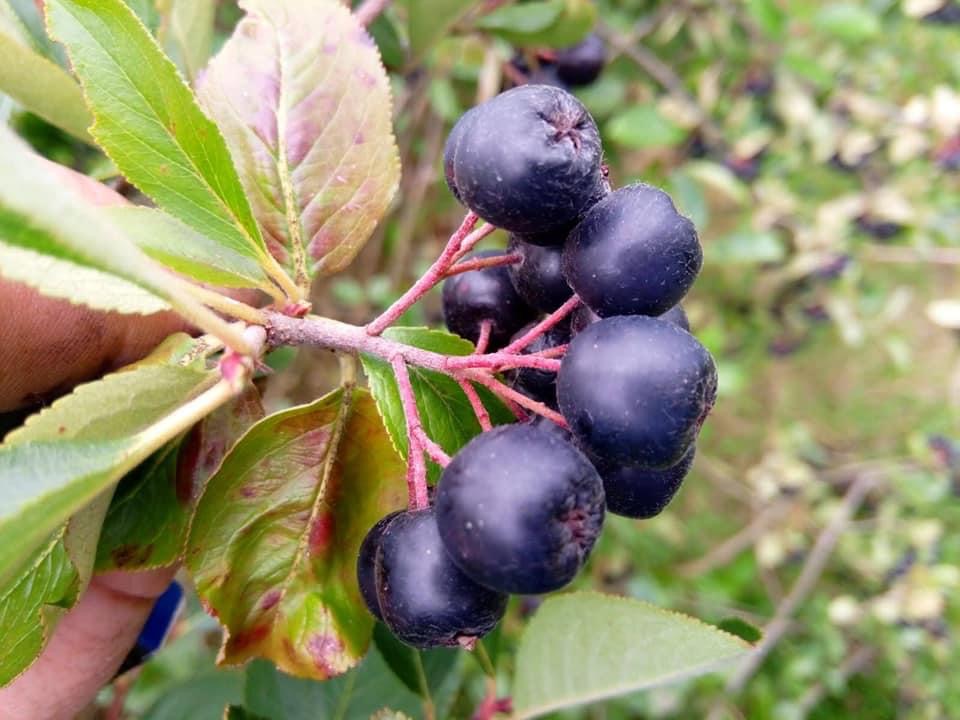 Aronia ecológica con certificado