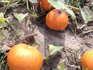 Venta de calabazas de Halloween. Variedades Gomez, Spitfire, Racer