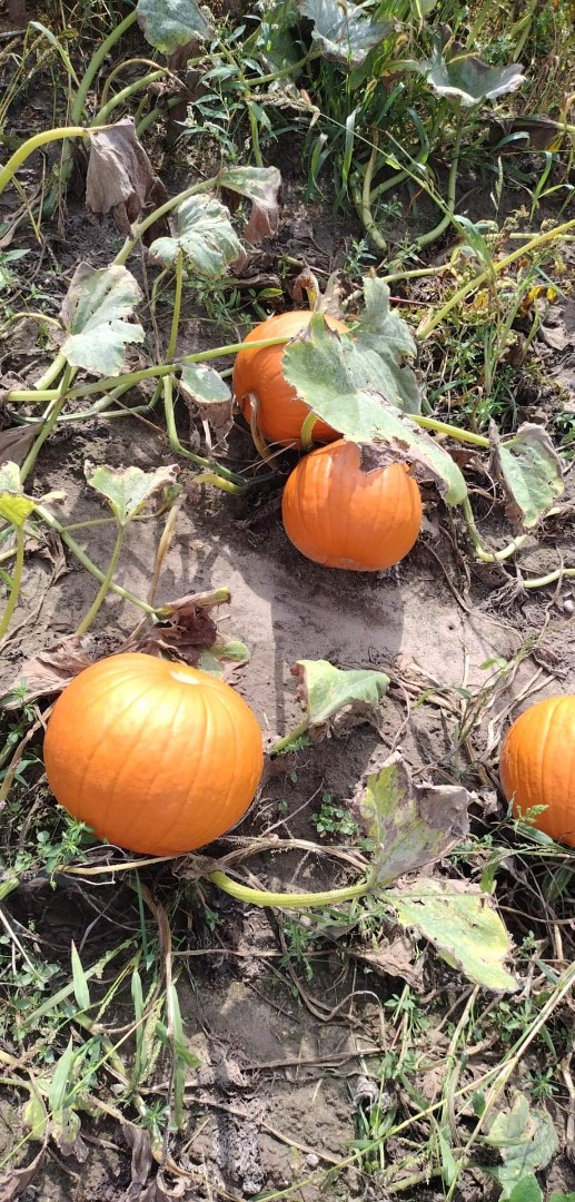 Venta de calabazas de Halloween