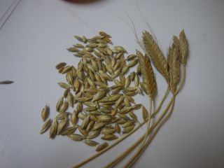 GRANO ORGÁNICO AUTOPERFECTO PARA MOLIENDA O SIEMBRA, CERTIFICADO ECO,