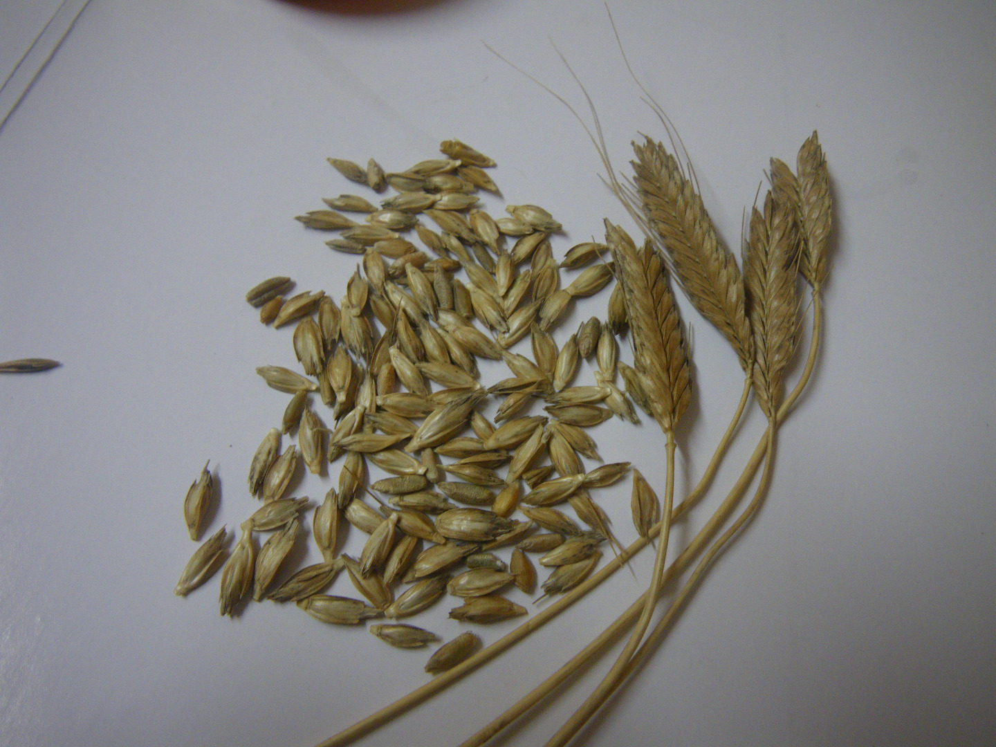 GRANO ORGÁNICO AUTOPERFECTO PARA MOLIENDA O SIEMBRA, CERTIFICADO ECO, ENTREGA POR MENSAJERÍA O PALETS