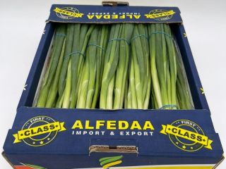 a la venta Cebolla puerro procedente de Egipto, donde