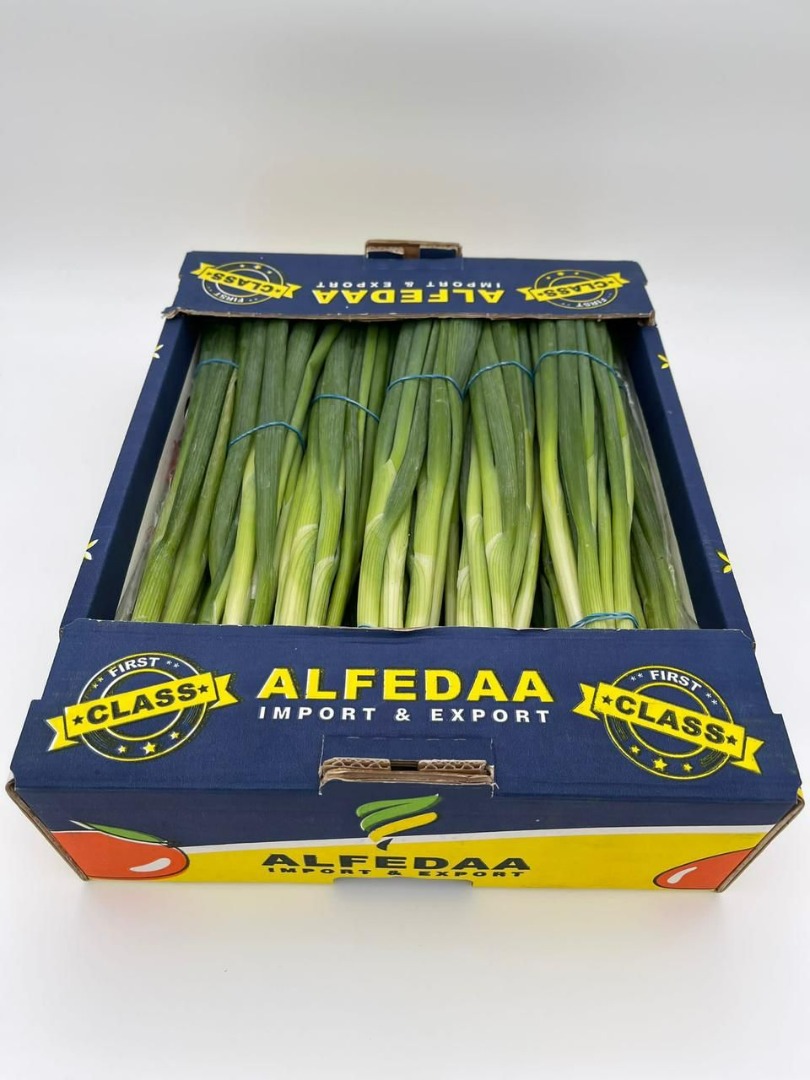 a la venta Cebolla puerro procedente de Egipto, donde gracias a sus propiedades más finas es una alternativa al puerro