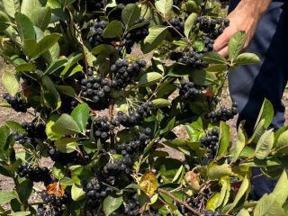 Tenemos alrededor de 100 decáreas de Viking aronia -