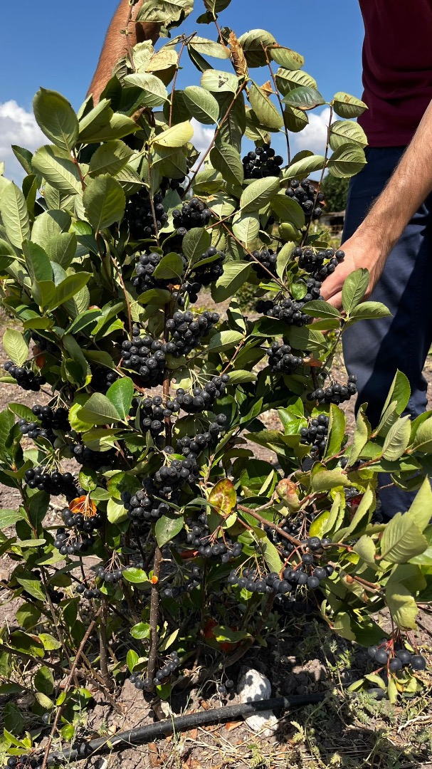 Tenemos alrededor de 100 decáreas de Viking aronia - chokeberry