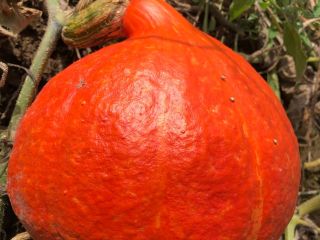 A la venta cantidades al por mayor de calabazas