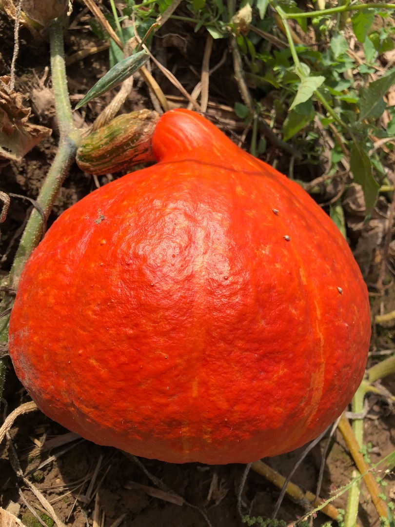 A la venta cantidades al por mayor de calabazas "orgánicas" sin fumigar