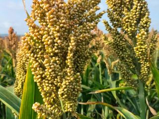 sorgo rojo