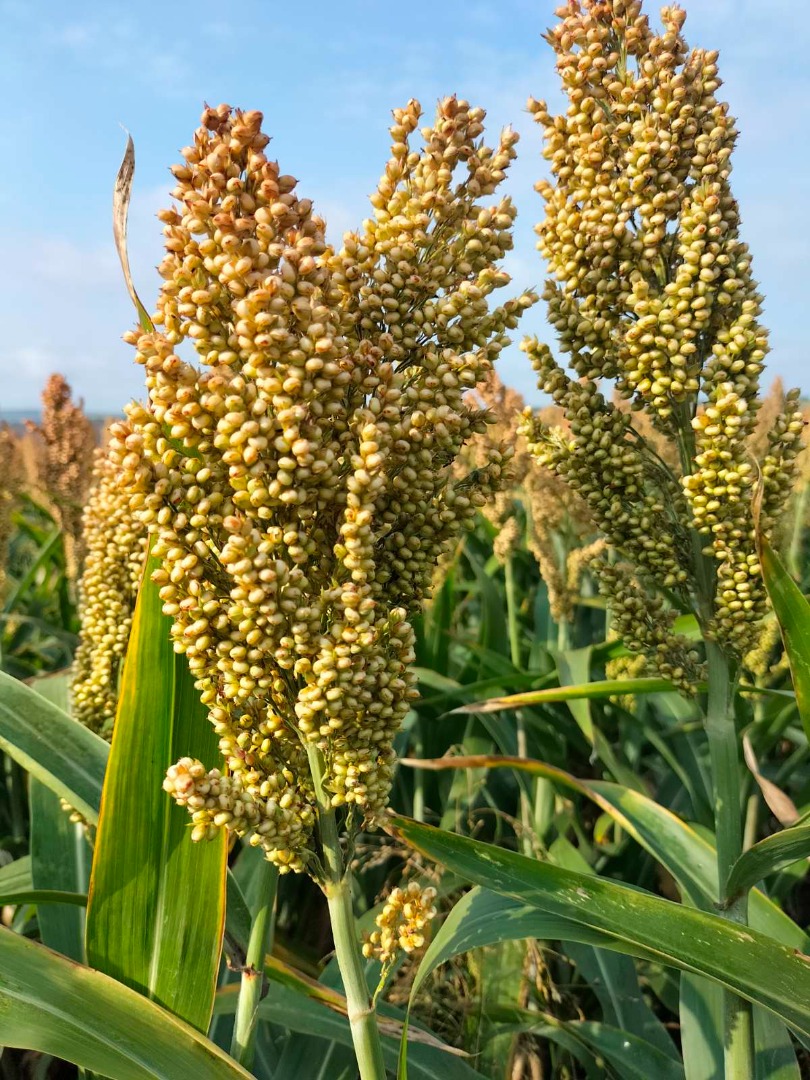 sorgo rojo
