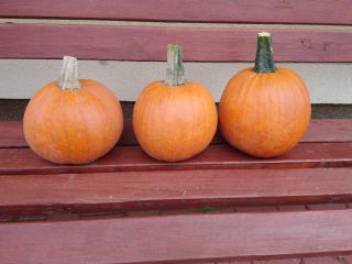 Venta de calabazas variedad Gomez. Muy bien coloreado. Calibre