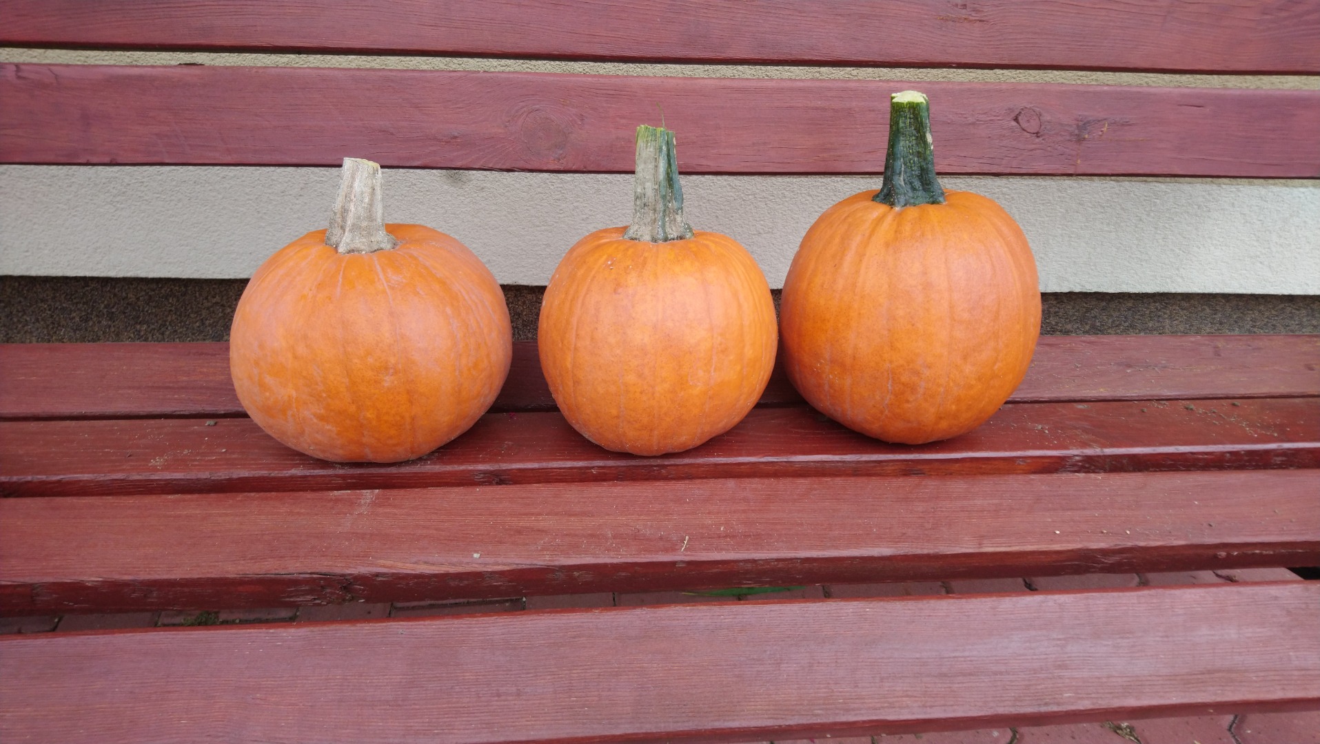 Venta de calabazas variedad Gomez