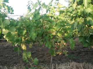 Venta de uva Feteasca regala, Galbena de Odobesti y
