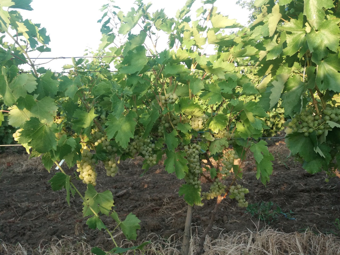 Venta de uva Feteasca regala, Galbena de Odobesti y Ciasla - Panciu-Vrancea, distrito de Satu Nou
