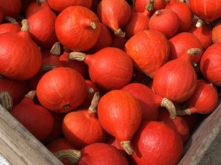 Venderé calabazas de Hokkaido de mi propia plantación. ¡No