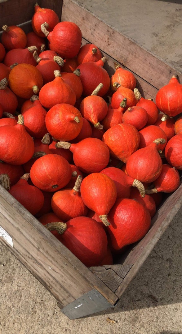 Venderé calabazas de Hokkaido de mi propia plantación