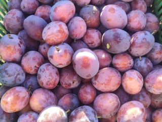 Hola, tengo grandes cantidades de ciruelas a la venta.