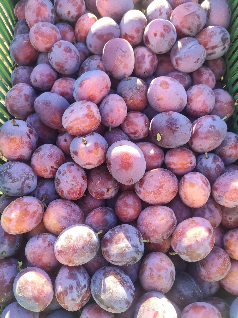 Hola, tengo grandes cantidades de ciruelas a la venta