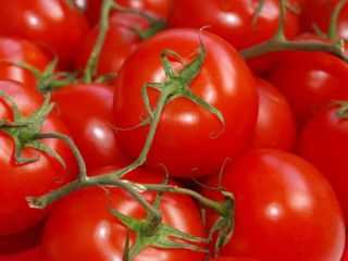 Venta de tomates molidos verdes y rojos. Redondo y