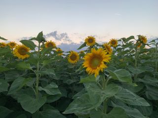 Venderé semillas de girasol para aceite (alrededor de 20