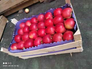 Buenos días. Vendo manzana Gala, para exportación. Envasado en