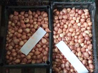 Cebollas de cultivo natural sin riego muy dulces