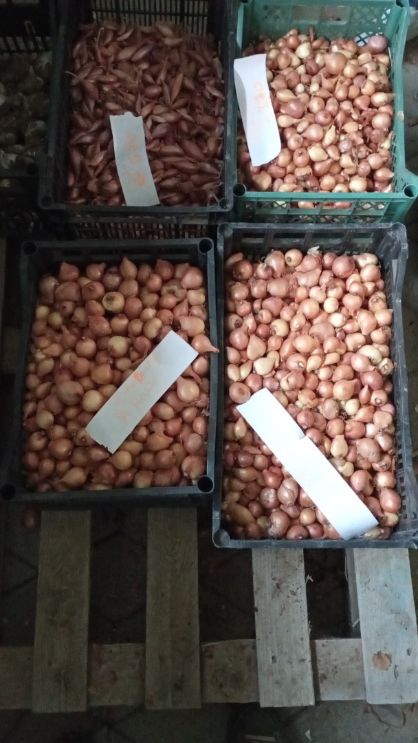 Cebollas de cultivo natural sin riego muy dulces
