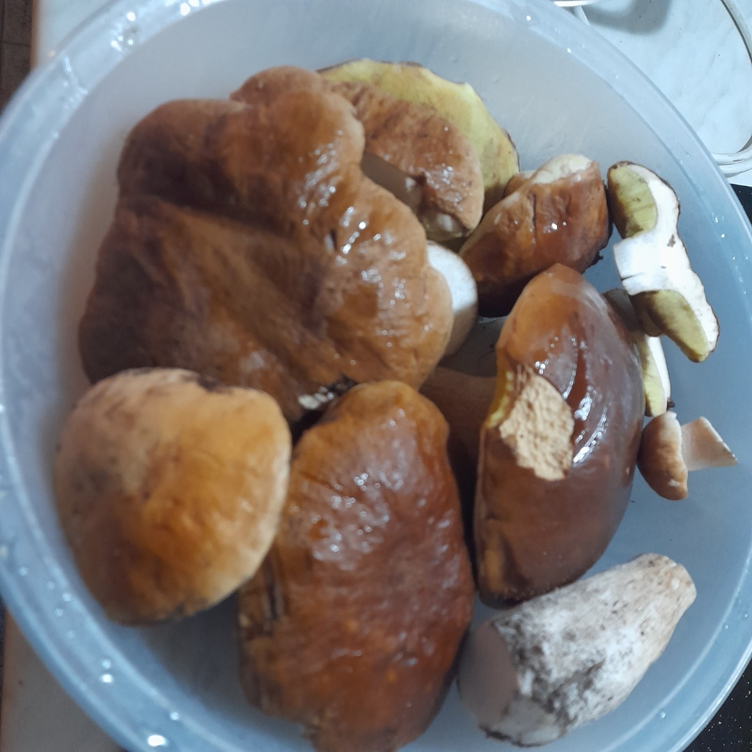 Hongos porcini frescos..