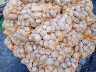Papas VINETA buen calibre SIN ENFERMEDADES Y ROYA DEL