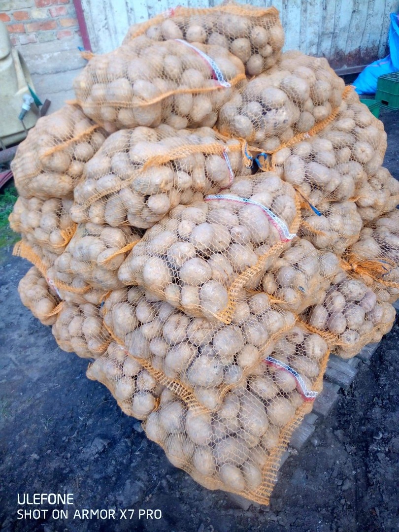 Papas VINETA buen calibre SIN ENFERMEDADES Y ROYA DEL HOSTIGADOR SIN FERTILIZANTES! WOREK 15KG - 20zloty Nice Towar Si está interesado, contácteme