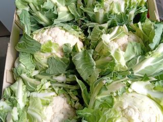 Hola . Compraré coliflor, 3000 piezas a la vez.