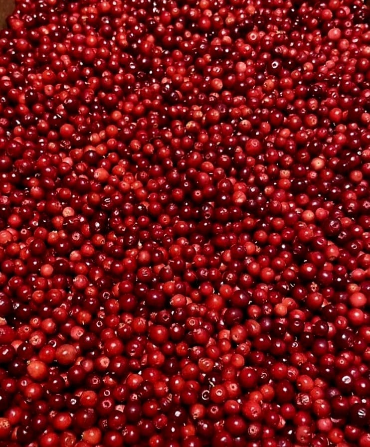 Cosecha 2022 Envasado de bayas congeladas 20 bolsas de plástico / bayas frescas Caja de cartón de 5 kg Origen: Finlandia