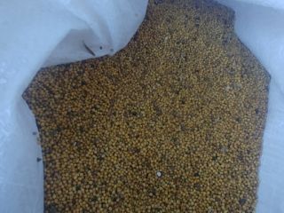 Mostaza amarilla, pureza aproximada del 96 %, humedad aproximada