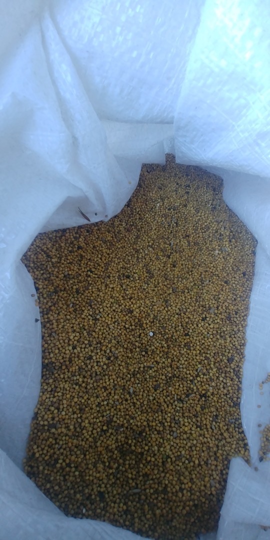 Mostaza amarilla, pureza aproximada del 96 %, humedad aproximada del 7 %, envasado en Big Bags: aproximadamente 1100 kg por bolsa Cosecha 2021, grano