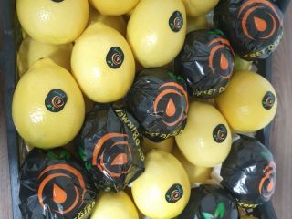 Mayer de limón fresco disponible para exportación