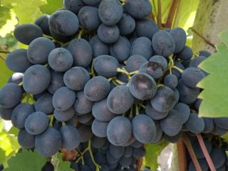 Vendemos uva de mesa, la variedad "Moldavia". ¡Dulce!
