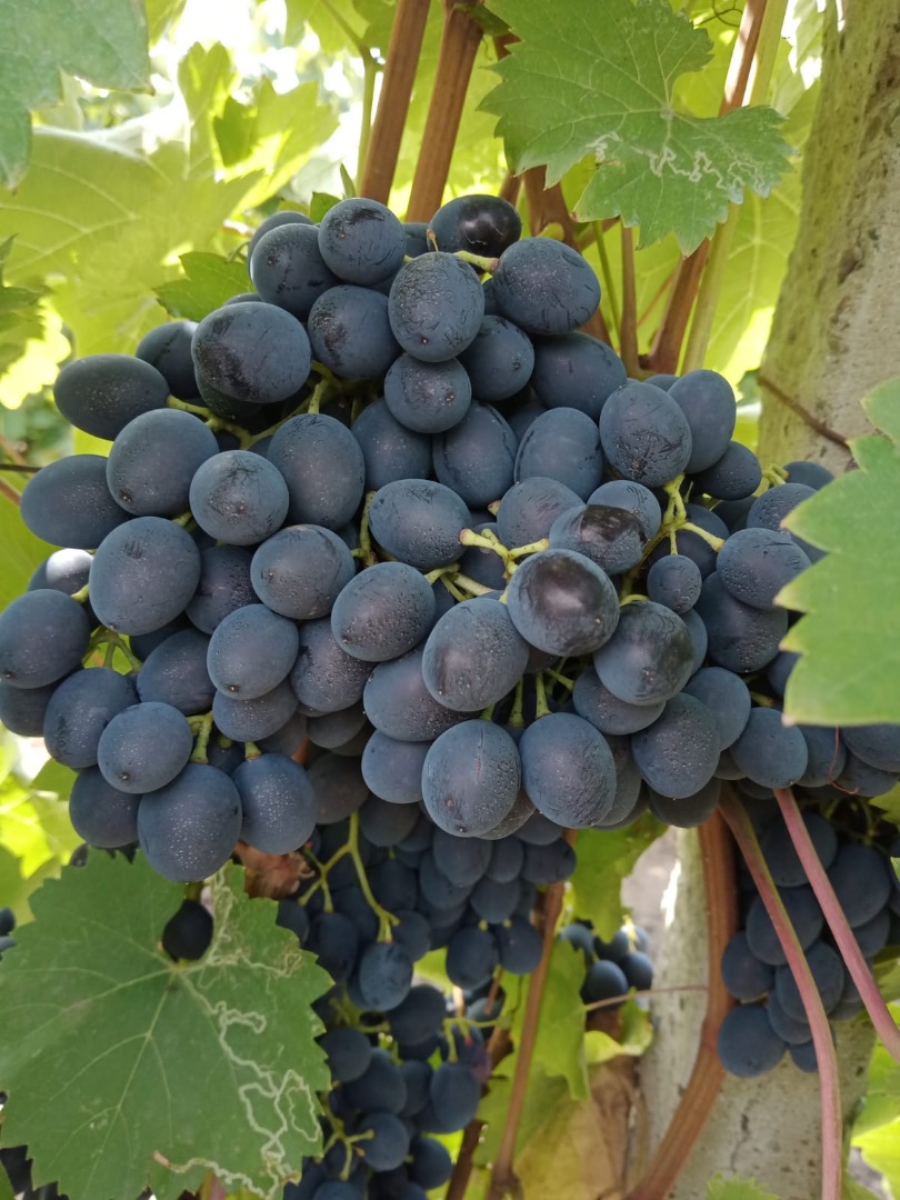 Vendemos uva de mesa, la variedad "Moldavia"