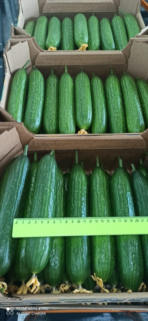 Venderé pepinos de invernadero de Bielorrusia, suaves, largos