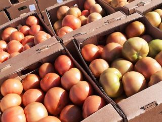 Venderé tomates frescos de Bielorrusia. Sólo Cantidades TIR.