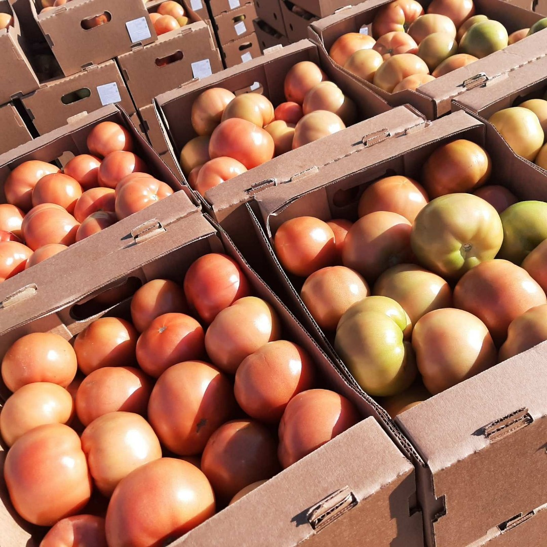 Venderé tomates frescos de Bielorrusia