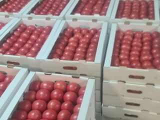Venderé tomates frambuesa frescos de Bielorrusia. Sólo Cantidades TIR.