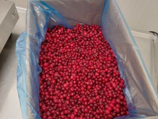 Venderé arándanos congelados clase I, la materia prima cuenta