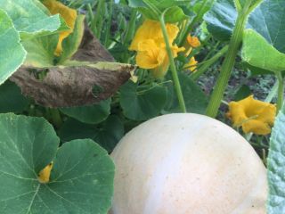Vendo calabazas gigantes, sin ningún abono, es perfecta para