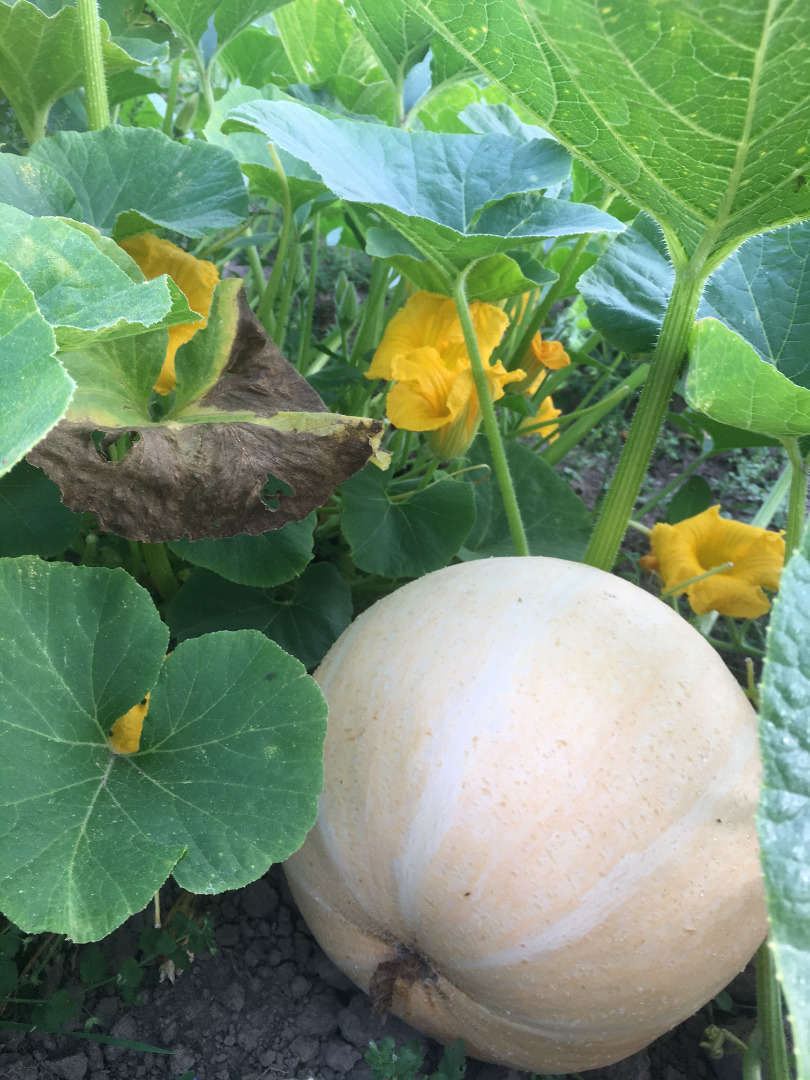 Vendo calabazas gigantes, sin ningún abono, es perfecta para varios tipos de conservas y para Halloween
