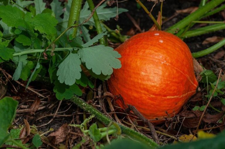 Ofrezco hokaido y ruta de las calabazas vagabundas