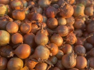 Venderé cebollas bonitas y secas. Unas 40 Tn. Posibilidad